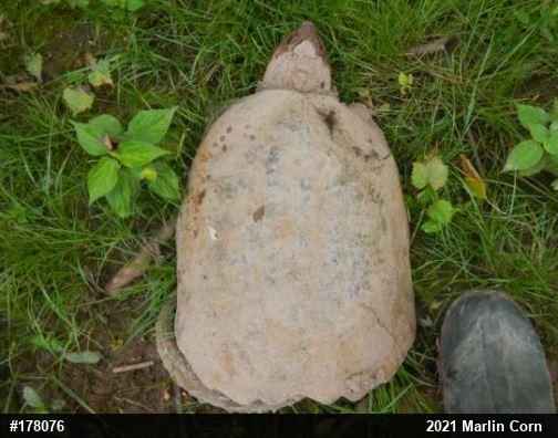 Snapping Turtle