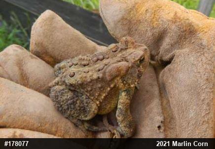 Eastern American Toad