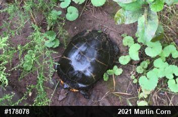 Painted Turtle