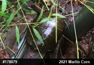 Eastern Painted Turtle