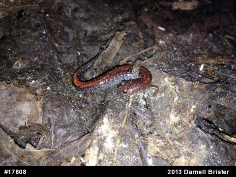 Eastern Red-backed  Salamander