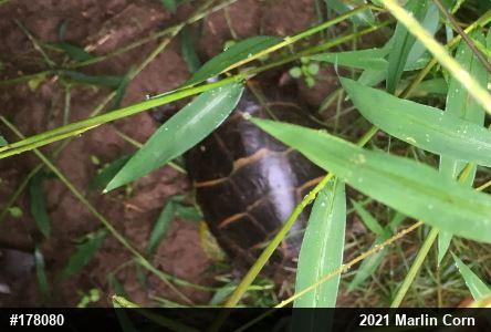 Eastern Painted Turtle