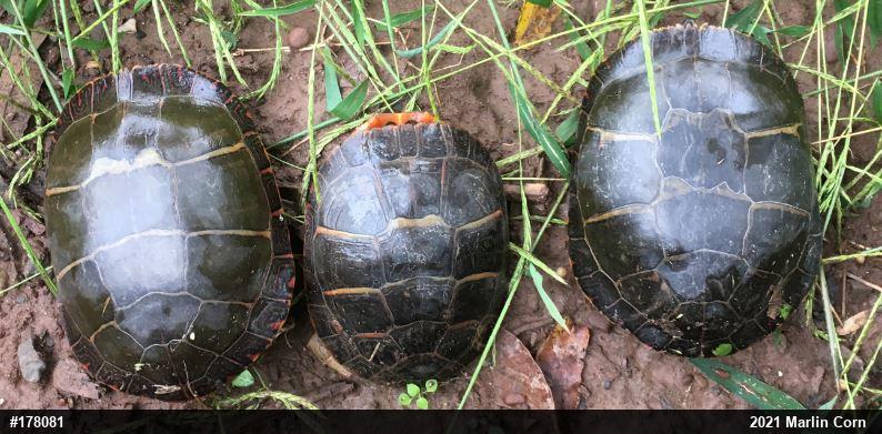 Eastern Painted Turtle