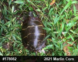 Eastern Painted Turtle