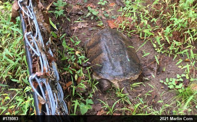 Snapping Turtle