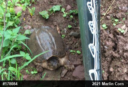 Snapping Turtle
