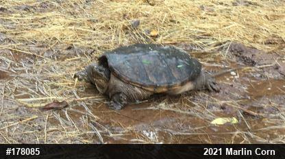 Snapping Turtle