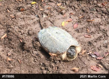 Snapping Turtle