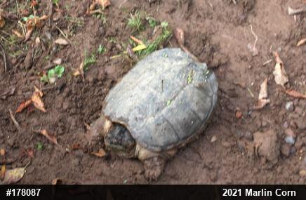 Snapping Turtle