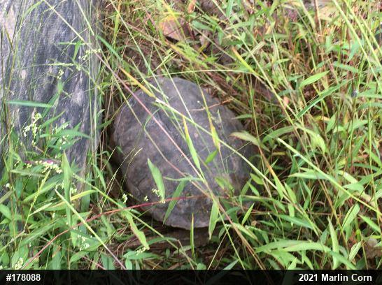 Snapping Turtle