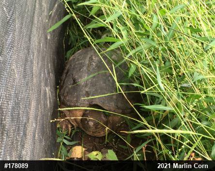 Snapping Turtle