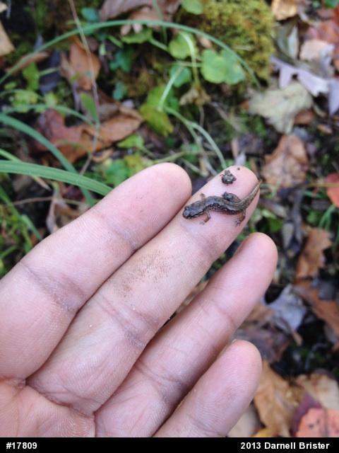 Northern Dusky Salamander