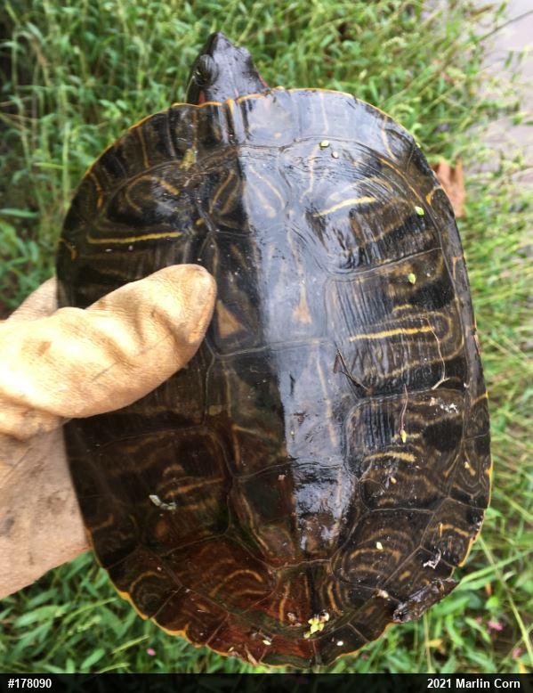 Red-eared Slider