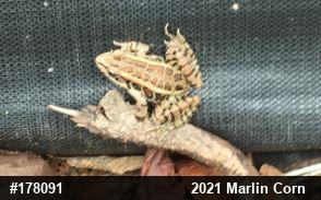Pickerel Frog
