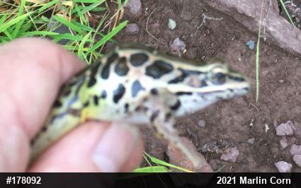Pickerel Frog