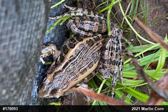 Pickerel Frog