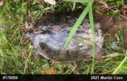 Red-eared Slider