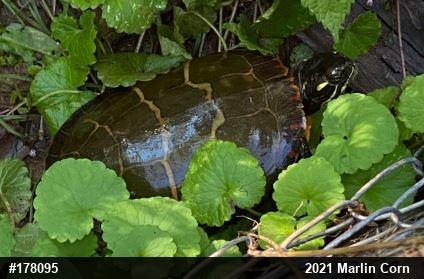 Eastern Painted Turtle
