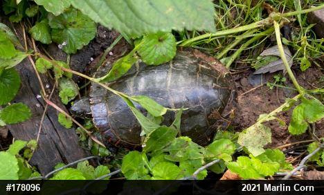 Painted Turtle