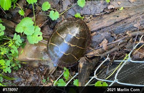Eastern Painted Turtle