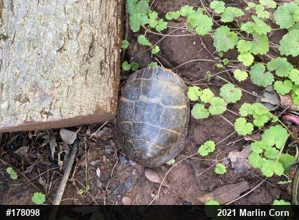 Eastern Painted Turtle