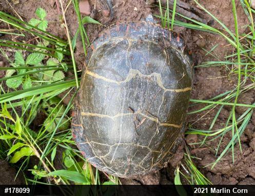 Eastern Painted Turtle