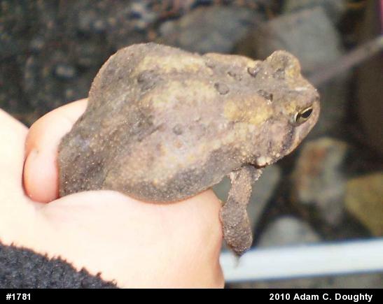 Eastern American Toad