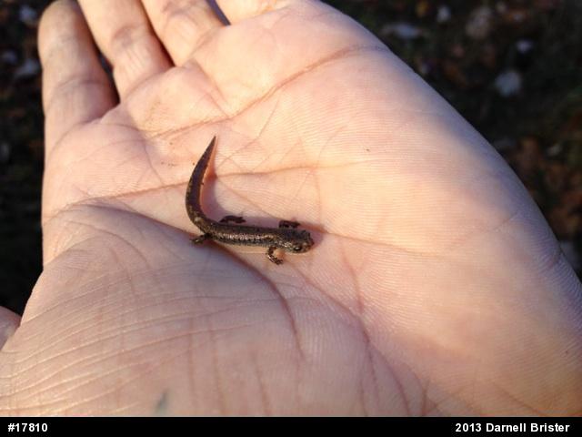 Four-toed Salamander