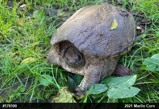 Snapping Turtle