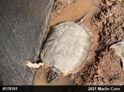Snapping Turtle
