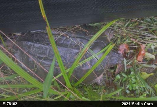 Snapping Turtle