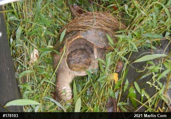 Snapping Turtle