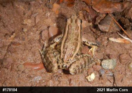 Pickerel Frog