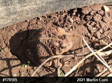 Eastern American Toad