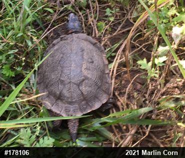 Wood Turtle