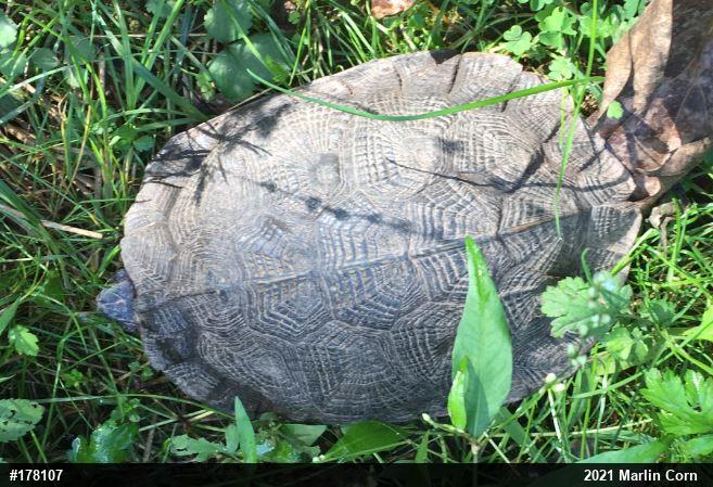 Wood Turtle