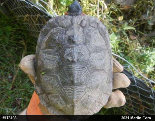 Wood Turtle