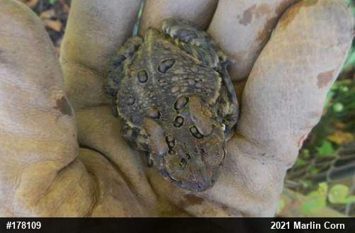 Eastern American Toad