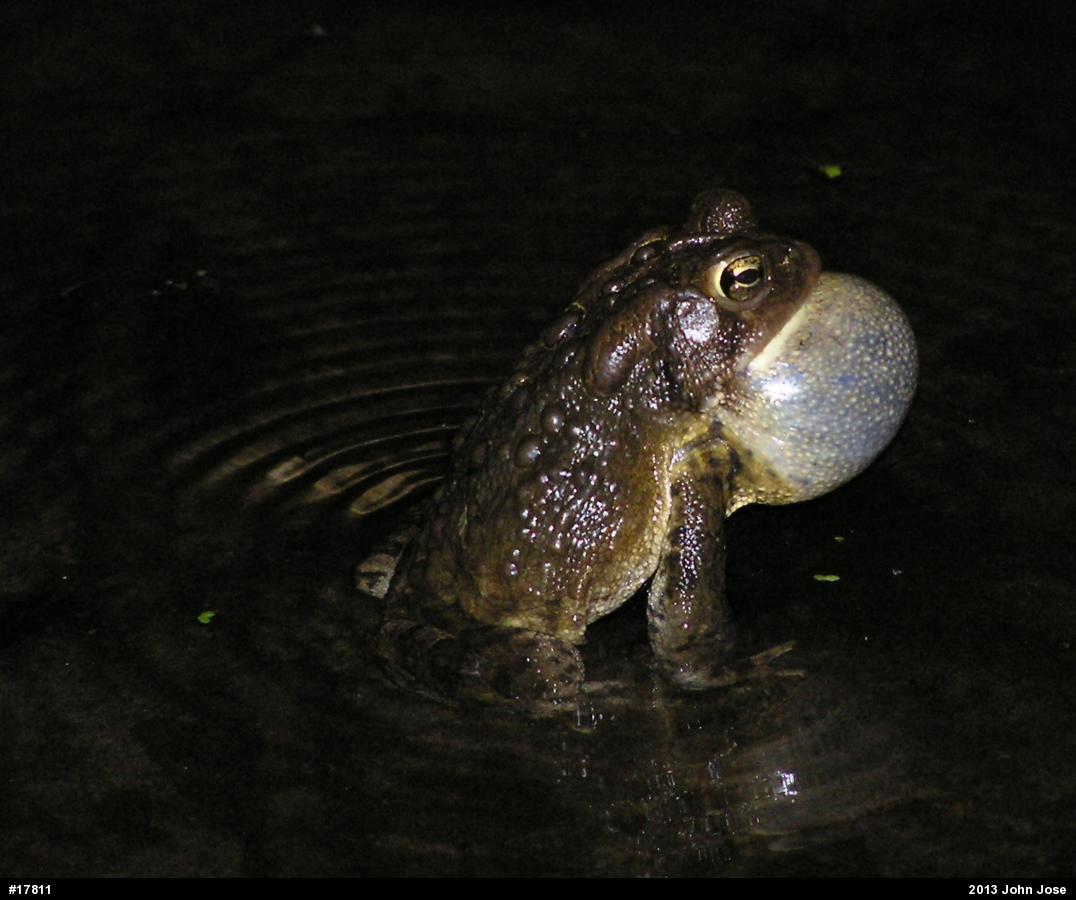 Eastern American Toad