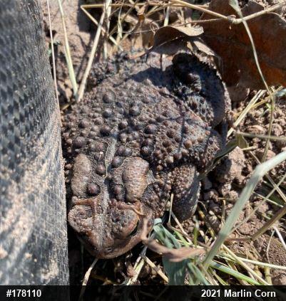 Eastern American Toad