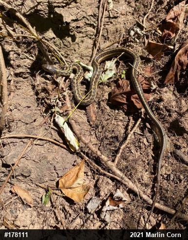 Eastern Gartersnake
