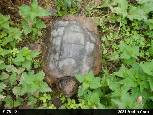 Snapping Turtle