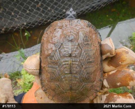 Wood Turtle