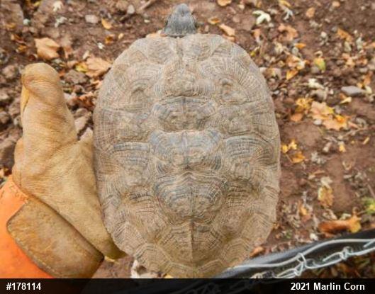 Wood Turtle
