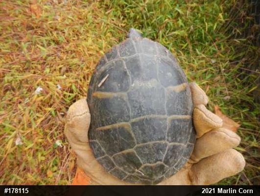 Eastern Painted Turtle