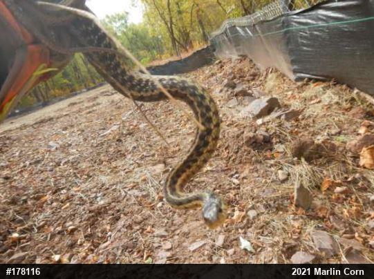 Eastern Gartersnake