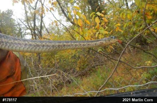 Eastern Gartersnake