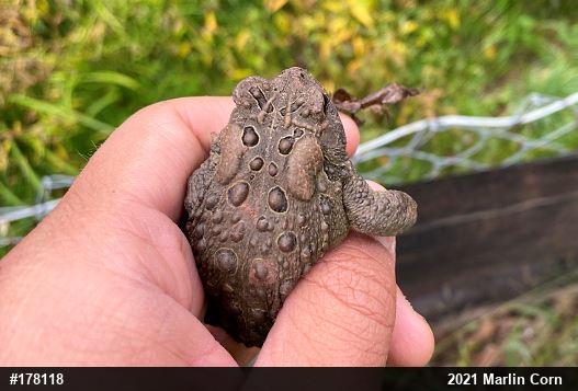 Eastern American Toad