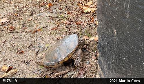 Snapping Turtle