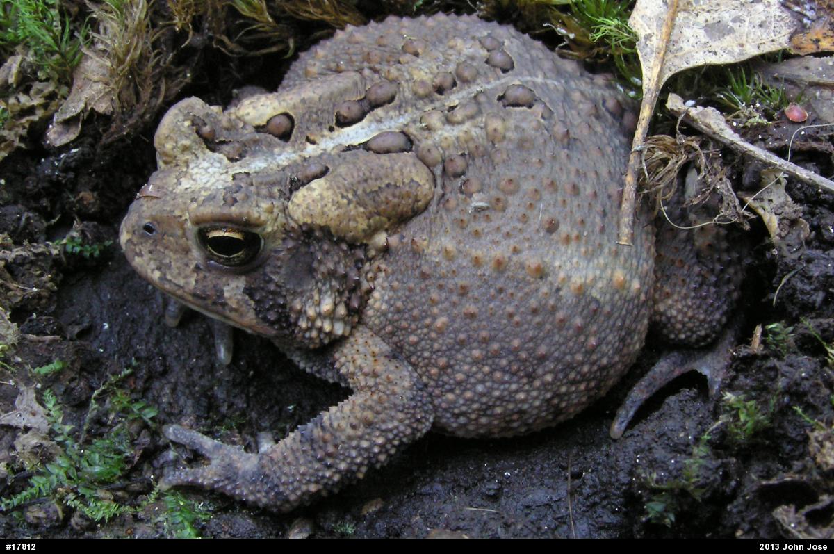 Eastern American Toad